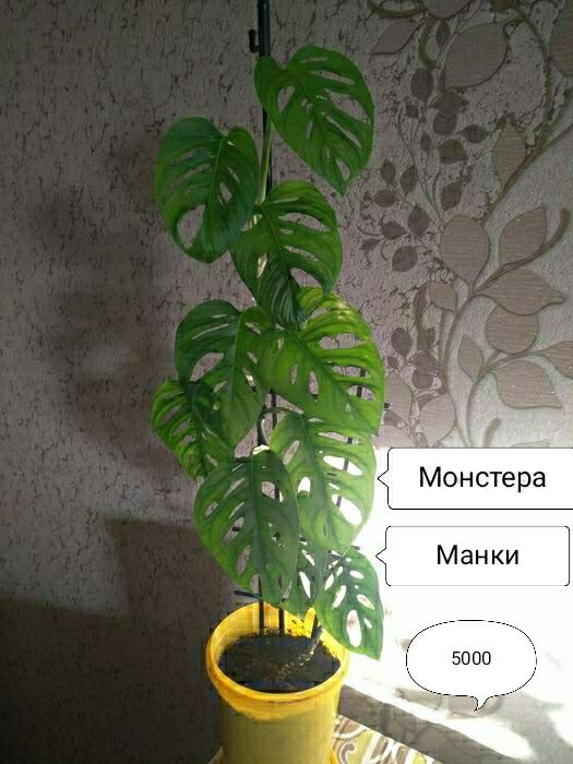 Продам комнатные растения