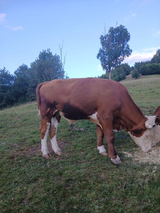 Vand junci de trei ani
