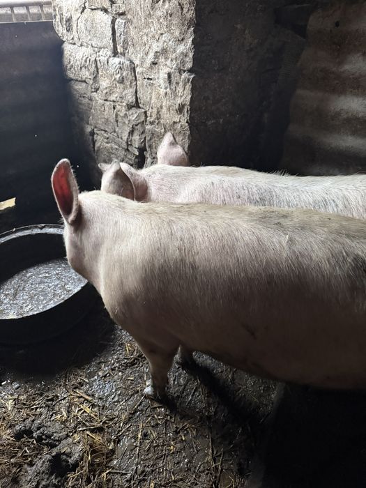 Продавам прасета