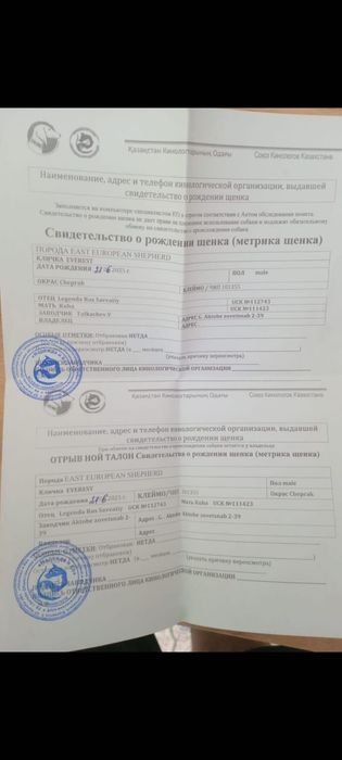 Продам европейскую овчарку!