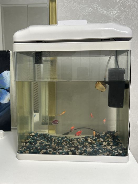 рыба ( glofish )