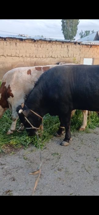 Бука сатылады 2 жасар