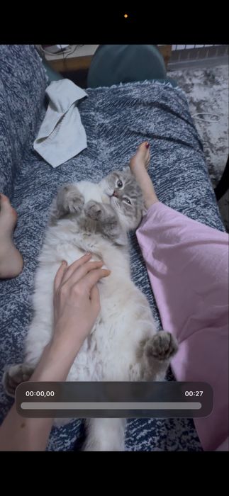 Продается кот Скоттиш фолд