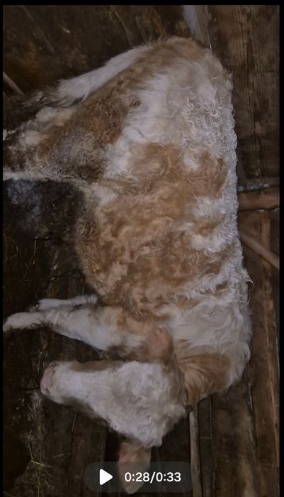 Продаются два быка