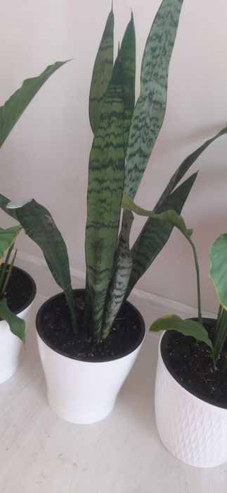 Комнатные цветы готовые