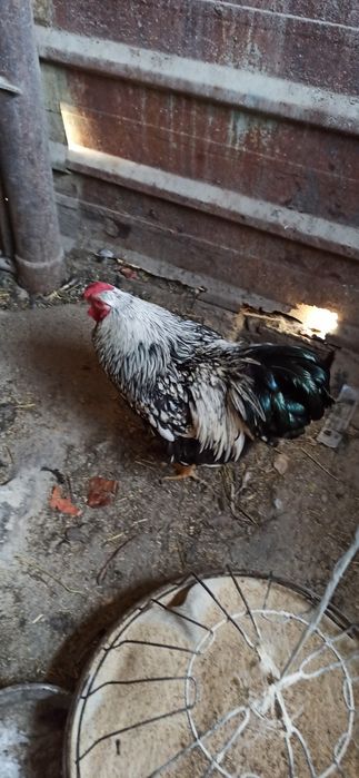 Виандот Петух, куриц нету