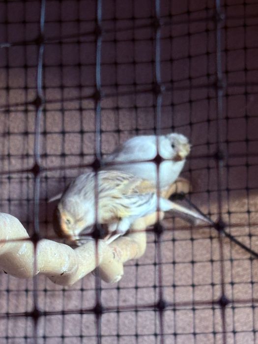 Продавам Канарчета/ Канари