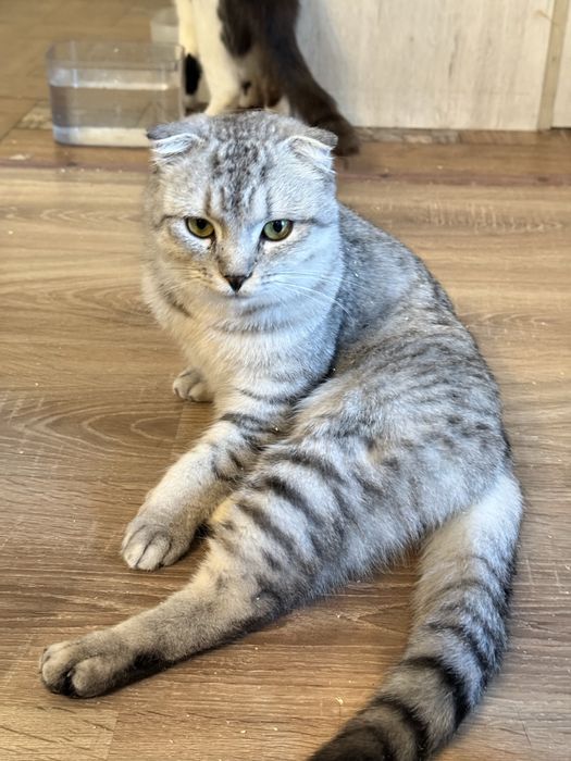 Кот кастрированный