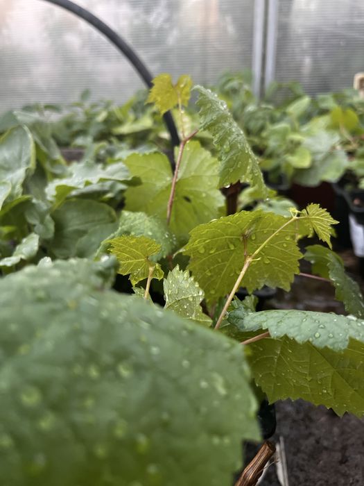 Продам виноград сорт Аркадия продам