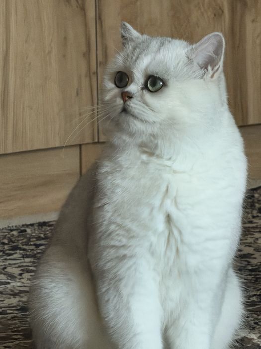 Вязка! Тоза britian shenshilla NS11