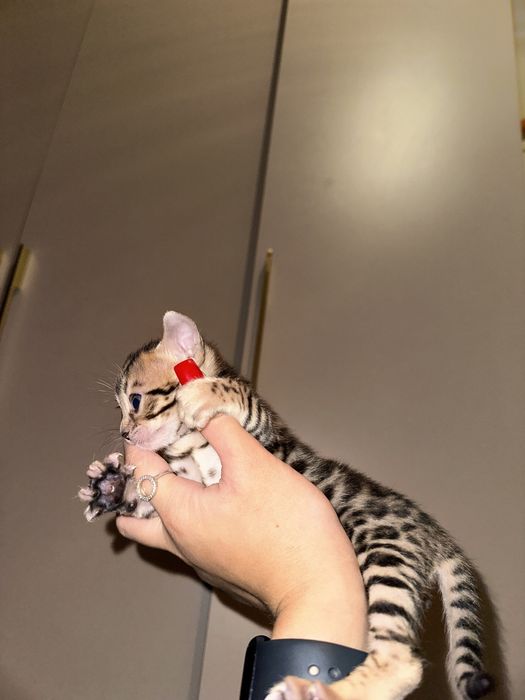 Продам бенгала девочка