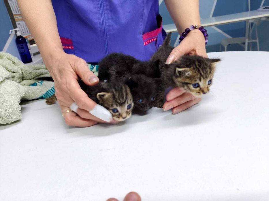 Прекрасные Котята в добрые руки