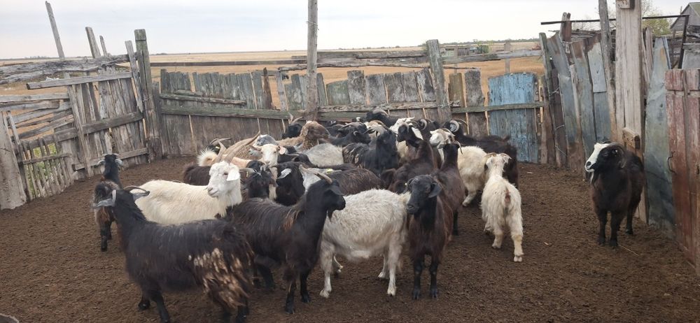 Продам оптом коз.