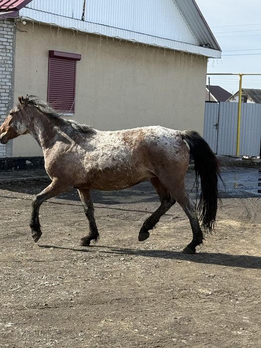 Лошадь с откорма