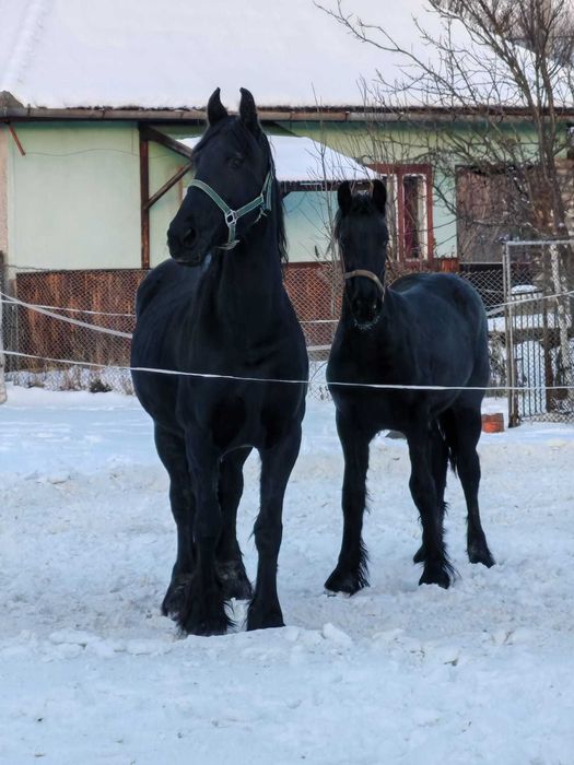 Manz Friesian Frizian Friz 12 luni