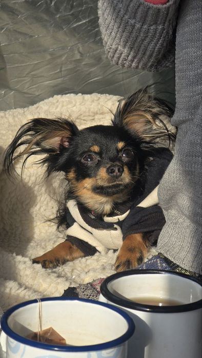 Кабель для вязки (русский той)