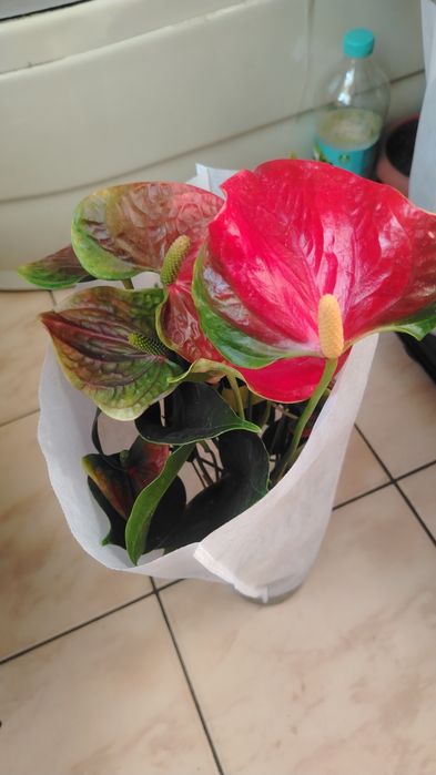 Антуриум! Антуриум!