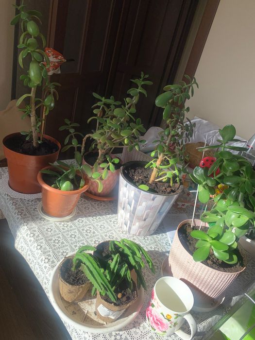 Денежное дерево Взрослое и детки