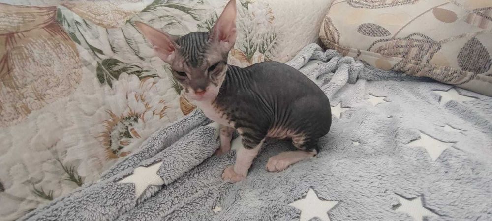 Продаются Сфинксы резинки