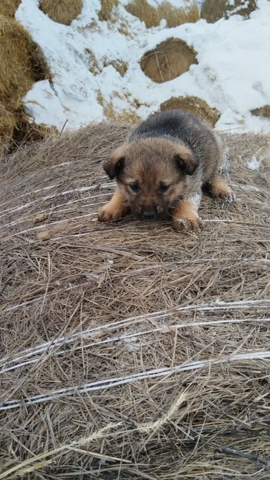 Продам щенков овчарки