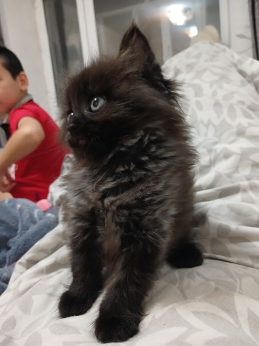 Дарю Котёнка мальчика