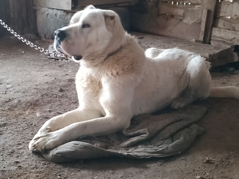 Продаётся кобель сын Чемпиона Мира