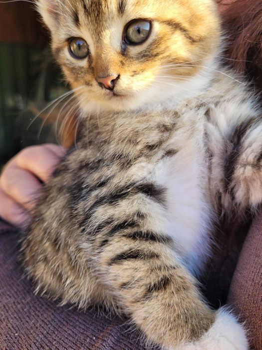 Pui de pisica motanel