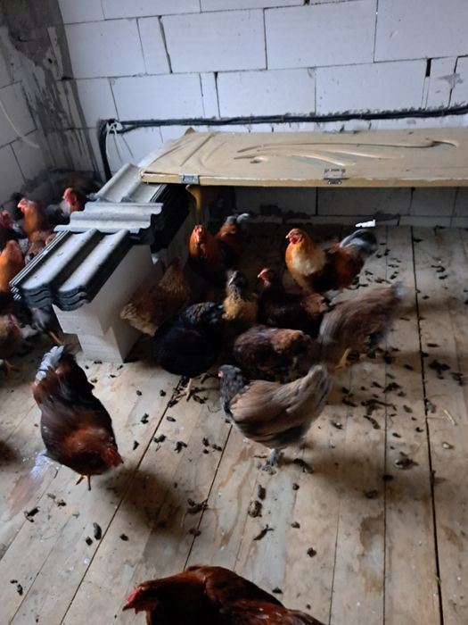 Găini de vanzare wiandote