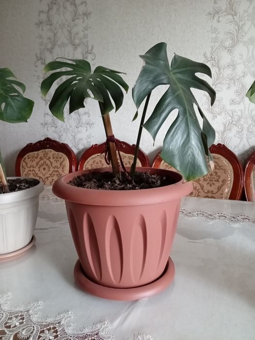 Цветы разные цены доступные