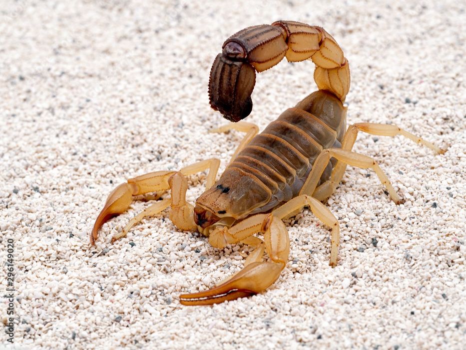 Dezinfeksiya xizmati 24/7