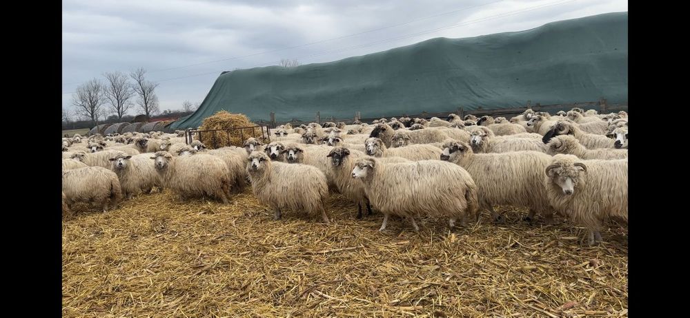 Disponibil oi și miei.