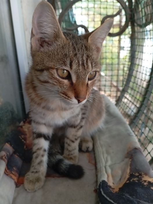 котик в добрые руки
