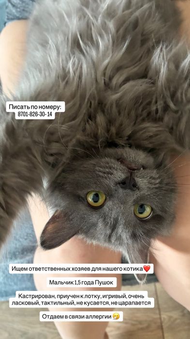 Бесплатно кот в добрые рукм