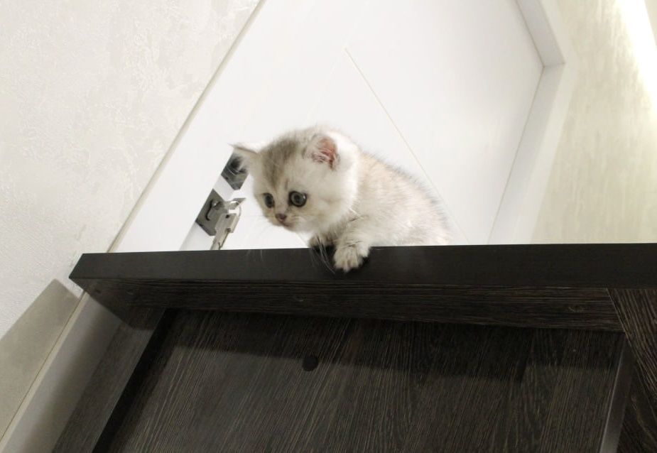 Zotdor Scottish Fold va Scottish Straight Shinshila mushuklar sotiladi
