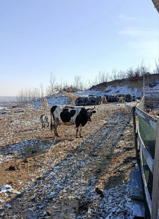 Vand Junici gestante in 6 luni
