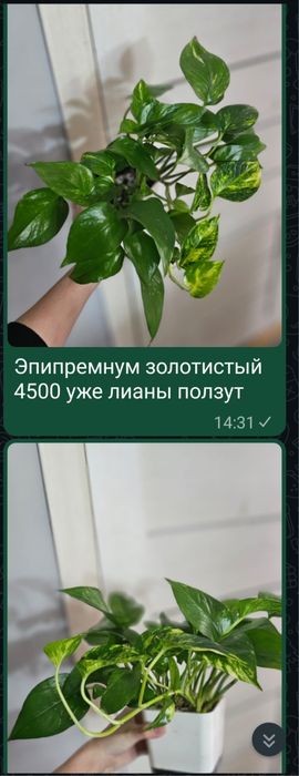 Комнатные цветы разные