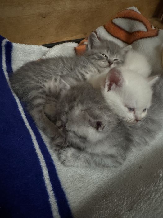 Вислоухие котята продам