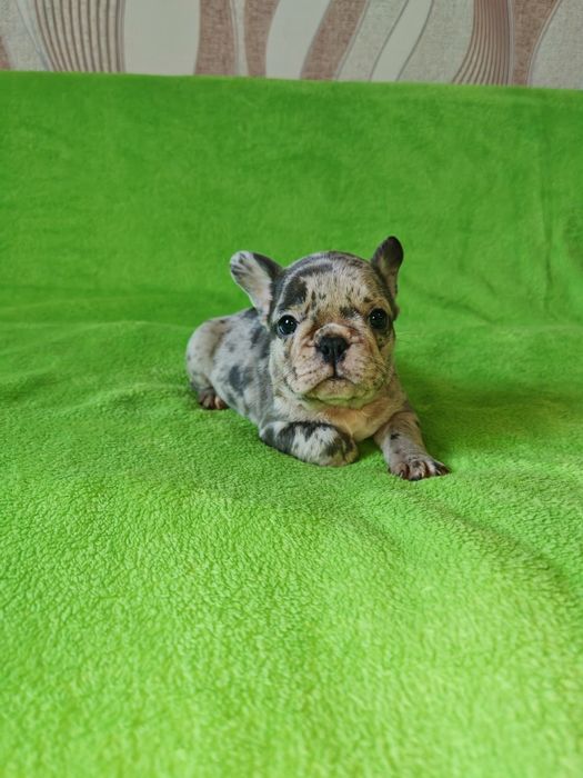 Предлагаю щенков Французский бульдок