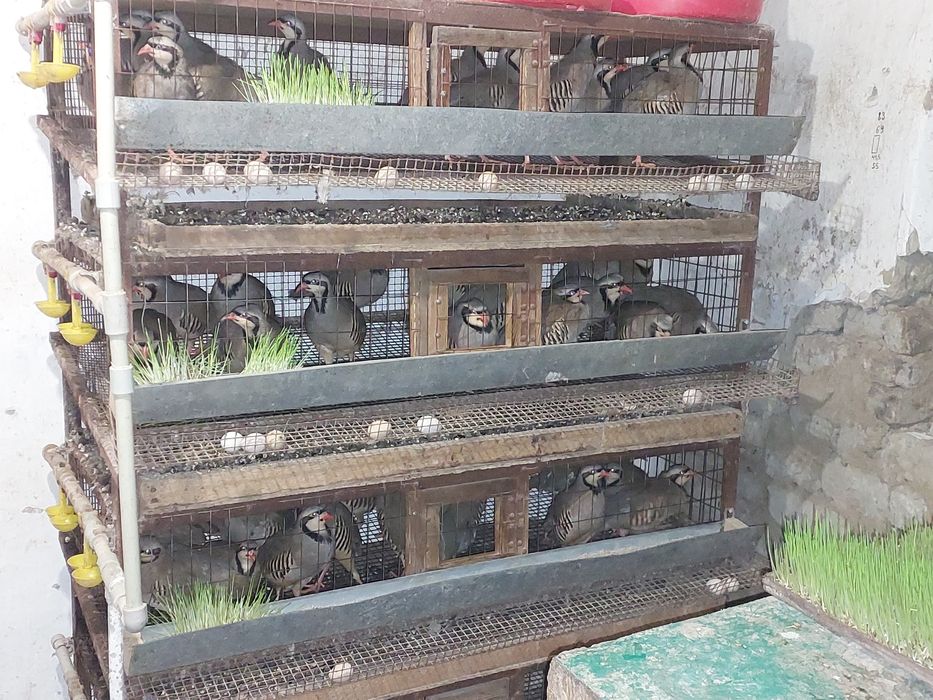 АКЦИЯ СКИДКА!Яйца кеклик оптом по 350тг