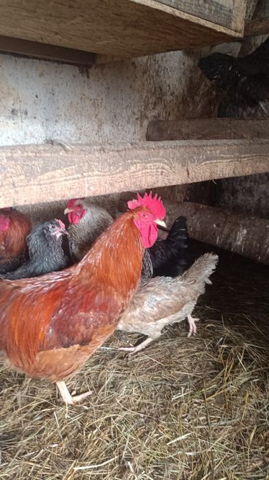 Продам молодых петухов