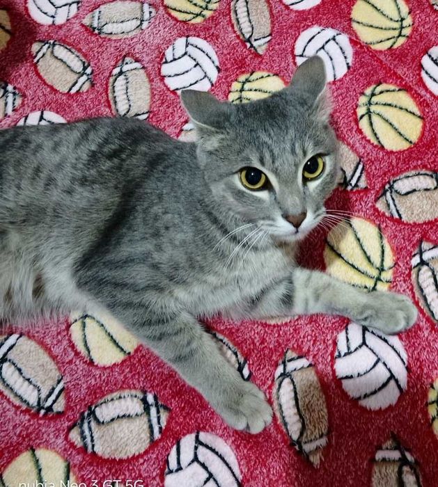 Отдам кота в хорошие руки