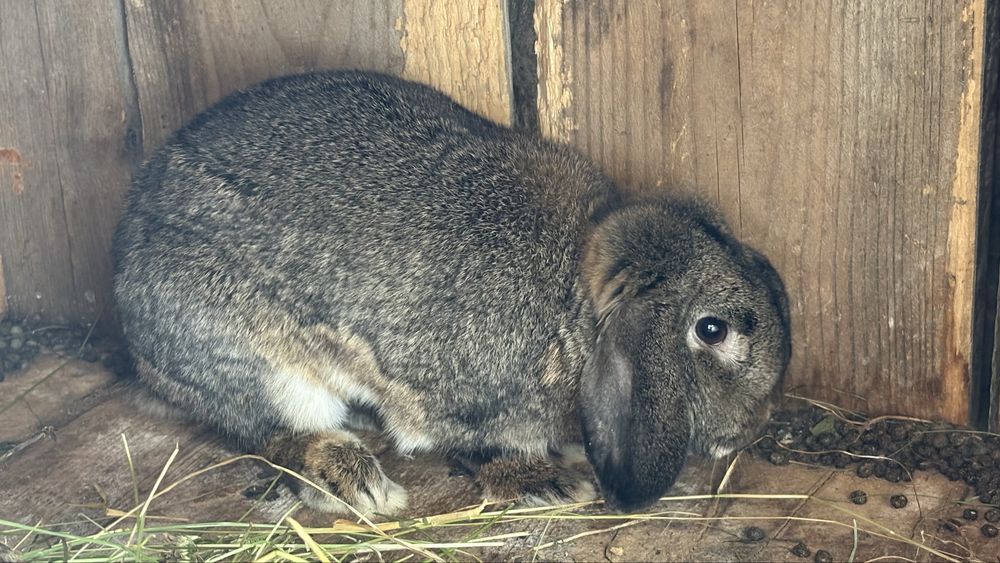 Dau spre adopție iepure