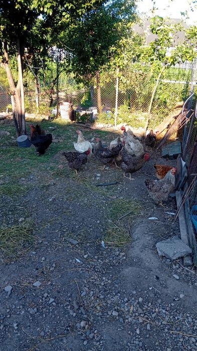 Vand găini de casă