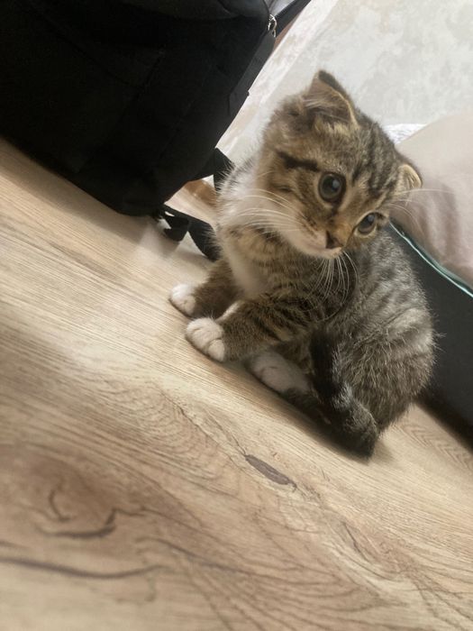 Котёнок шотланец в добрые руки