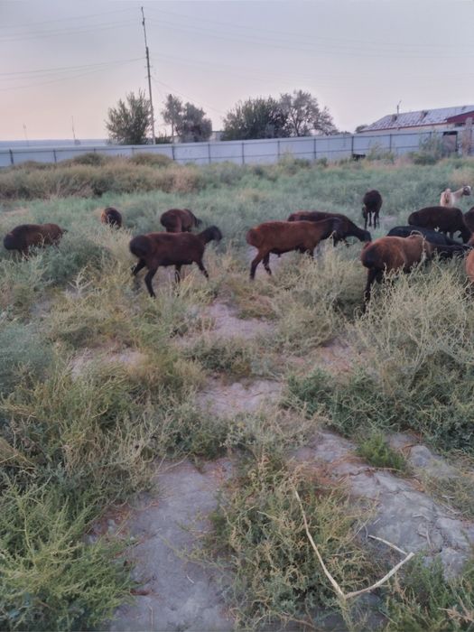 Бука ва сурхон кучкорлари сотилади