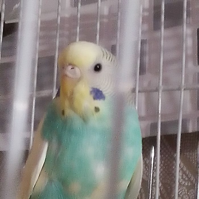 Продам валнистого папугая