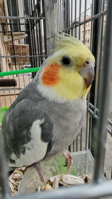 Корелла тотиси тоза парода