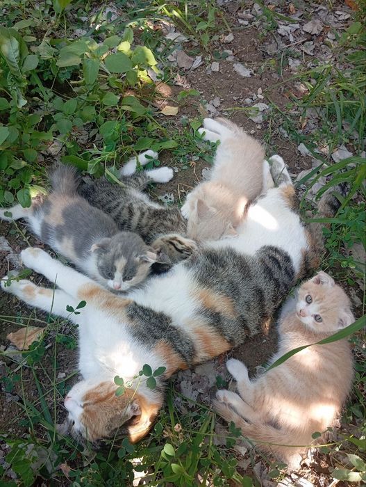 Mushugcha lar zotdorMushugcha lar zotdorMushugcha lar zotdorMushugcha