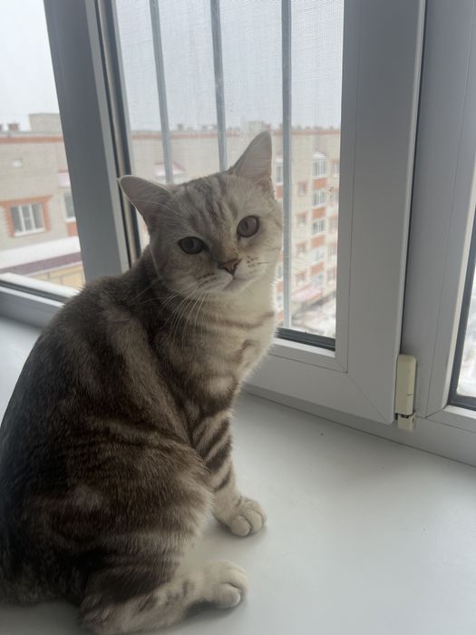 Британский короткошерстная кошка