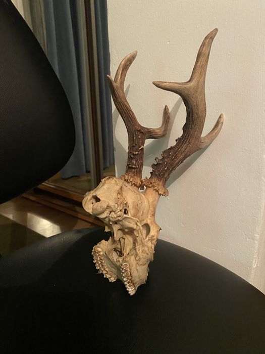 Trofeu coarne caprior cerb